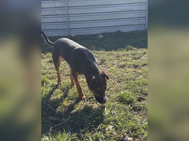 Flector, aufgeschlossene Hündin im Besten Alter