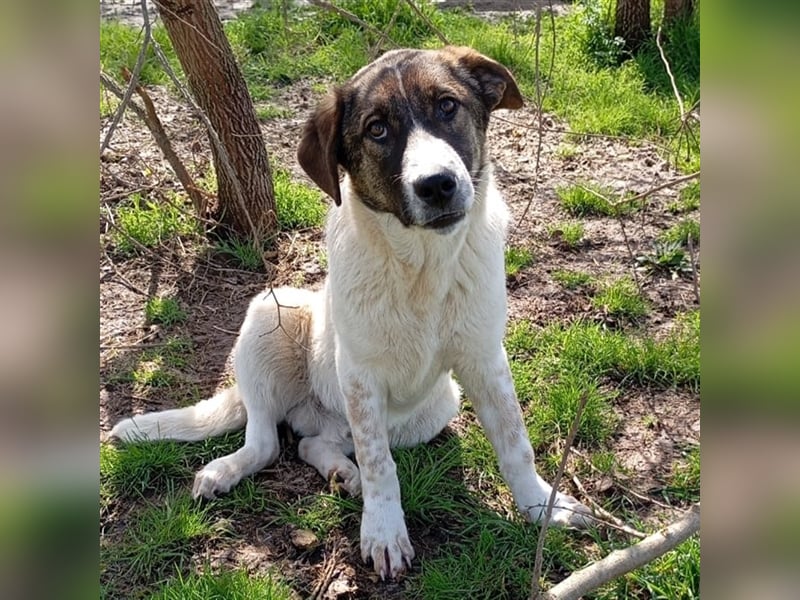 Jackson-Mischling- sucht ein Zuhause