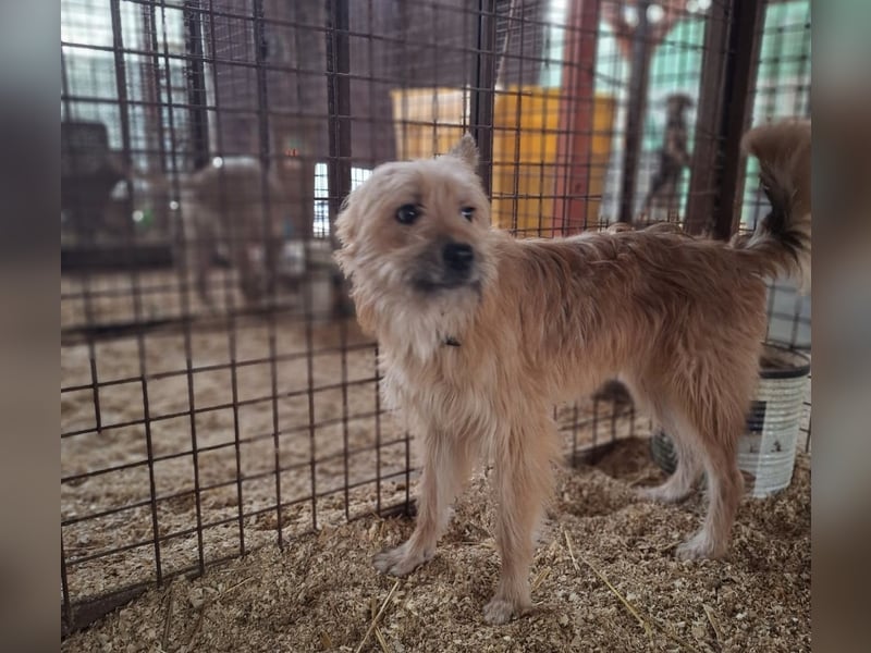 Linduska, zartes Seelchen sucht ruhiges Zuhause