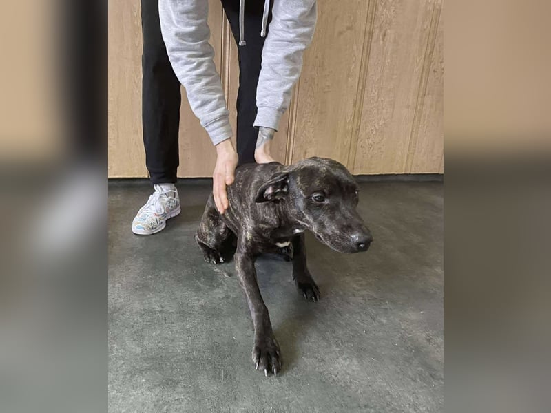 Adidas, sportlich und aktiv