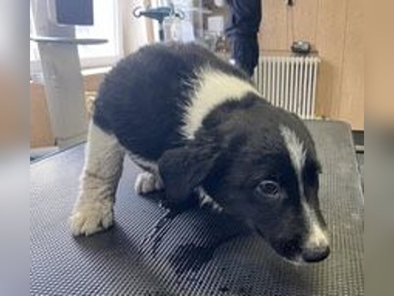 Budi sucht eine aktive Familie