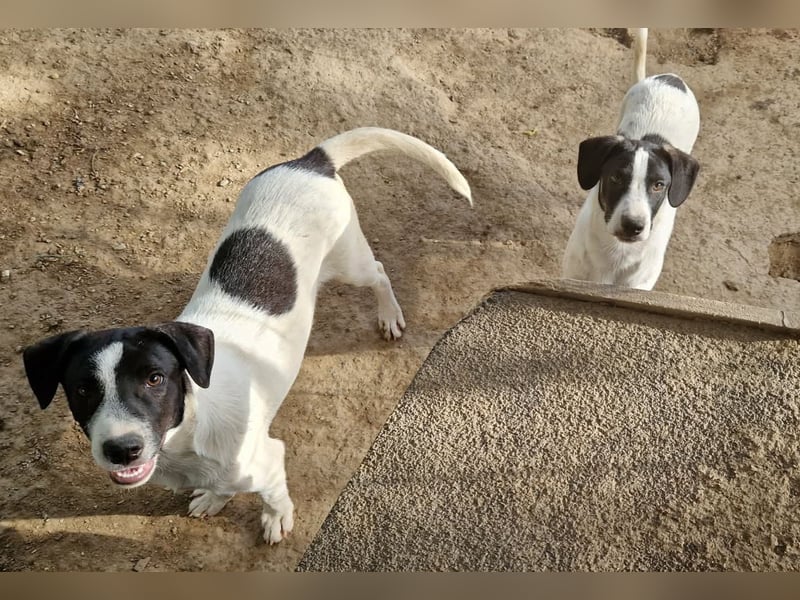 Leia, süße Maus sucht aktive Family