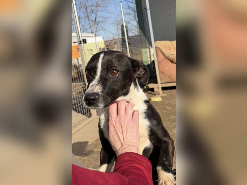 Collie, noch so jung …..wer möchte ihr die Welt zeigen?