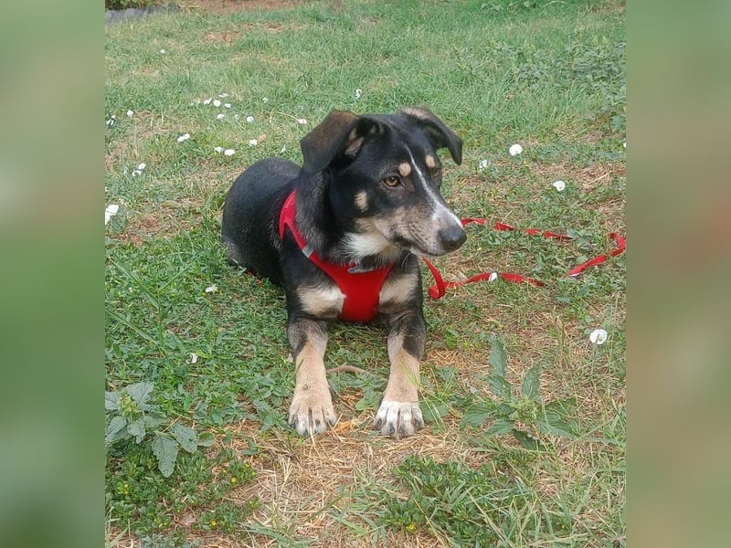 Nelly sucht ein zu Hause