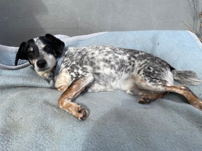 Pepsi, süßer Senior spielt noch gerne Ball