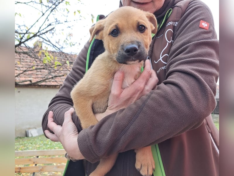 Steve, ein zauberhafter Welpe sucht….