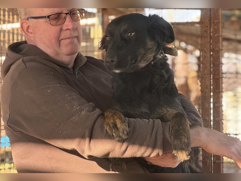 Liget, süße Hundemama sucht ihre Familie