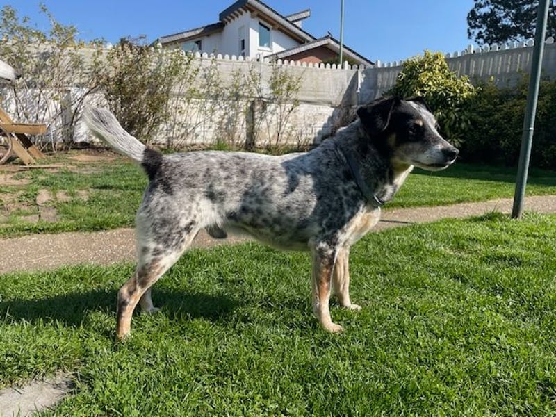 Pepsi, süßer Senior spielt noch gerne Ball