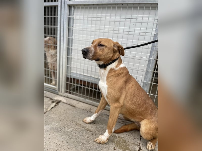 Livi sucht souveräne Menschen, gerne als Zweithund