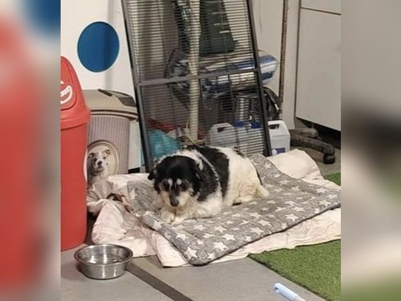 Foltina,Knutschkugel  darf auf der Pflegestelle in Zülpich besucht werden