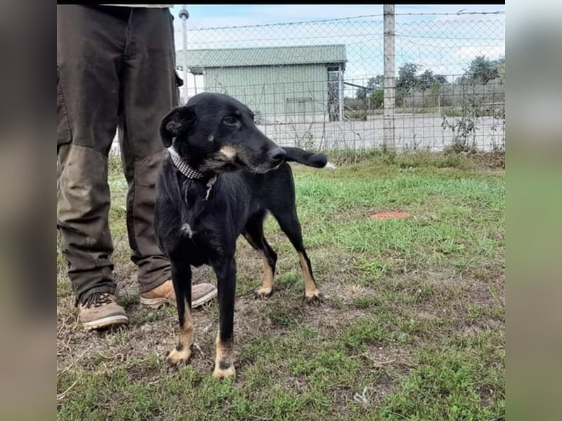 Gabriella, eine aufgeschlossene Maus sucht ihre Familie