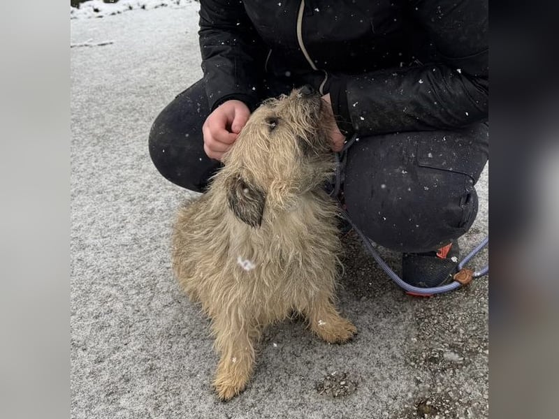 Kadarka, süß, freundlich und zutraulich