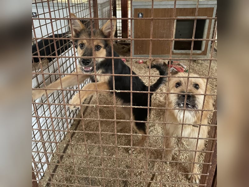 Linduska, zartes Seelchen sucht ruhiges Zuhause