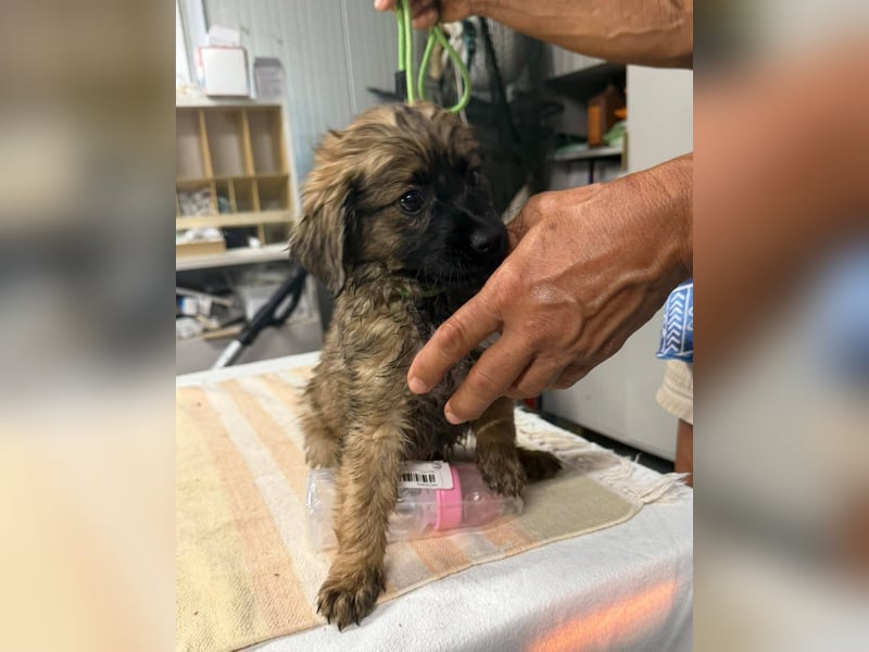 Wonderwoman, kleine Kämpferin sucht Traumzuhause