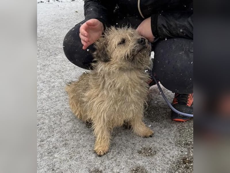 Kadarka, süß, freundlich und zutraulich