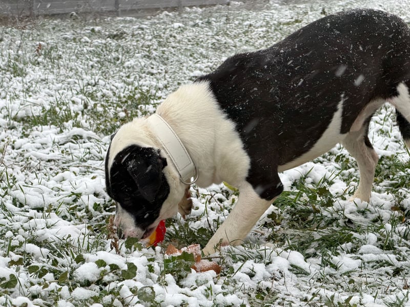 Timothy , so verspielt und freundlich