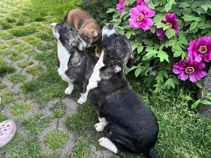 Holly, verspielt und niedlich