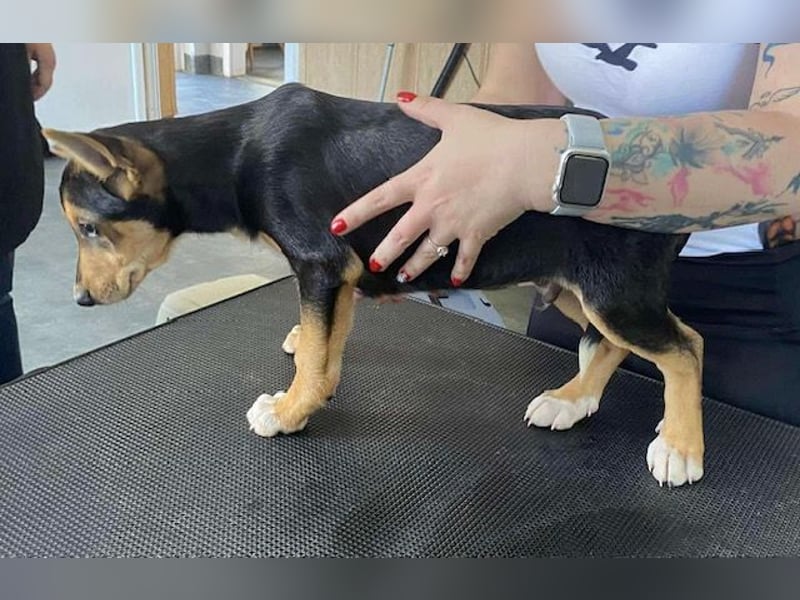 Trevor, kleiner Süssling sucht ein Zuhause