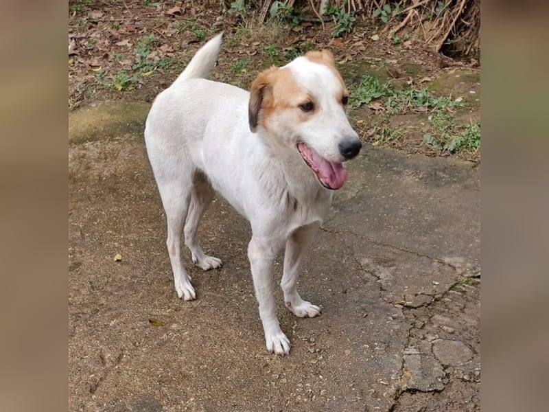 Simba- Mischlingshund sucht ein Zuhause/Pflegestelle