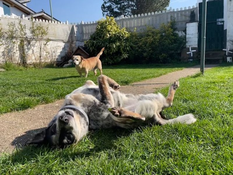 Pepsi, süßer Senior spielt noch gerne Ball