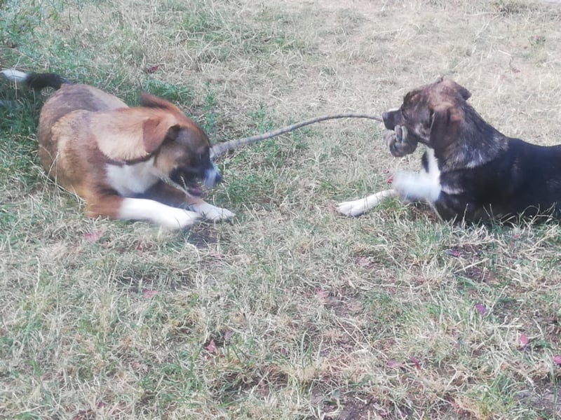 Holly, verspielt und niedlich