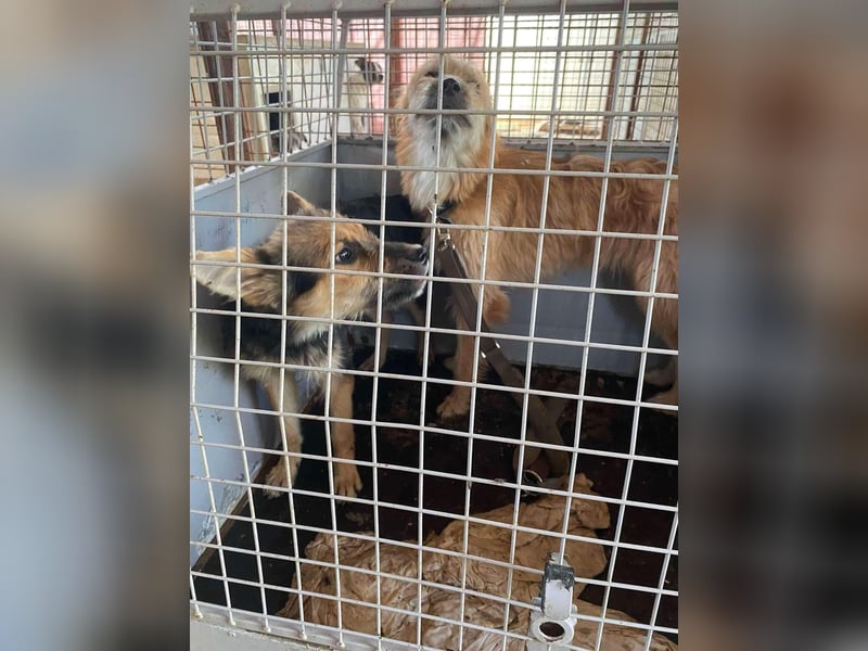 Linduska, zartes Seelchen sucht ruhiges Zuhause