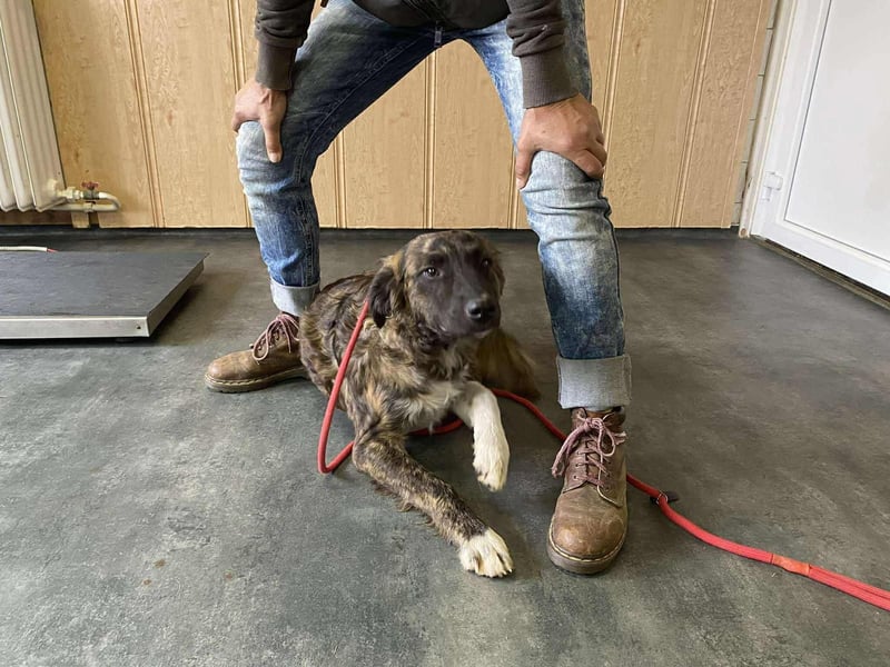 Dombi, junger Hund mit großem Herz