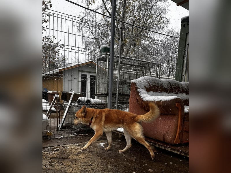 Tiko, menschenbezogener freundlicher Rüde