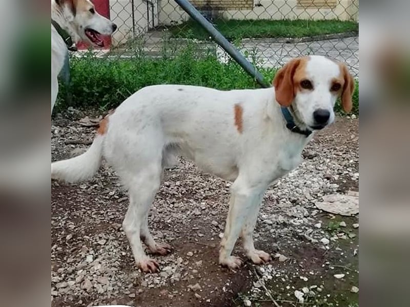Lio- Mischlingshund sucht ein Zuhause/Pflegestelle