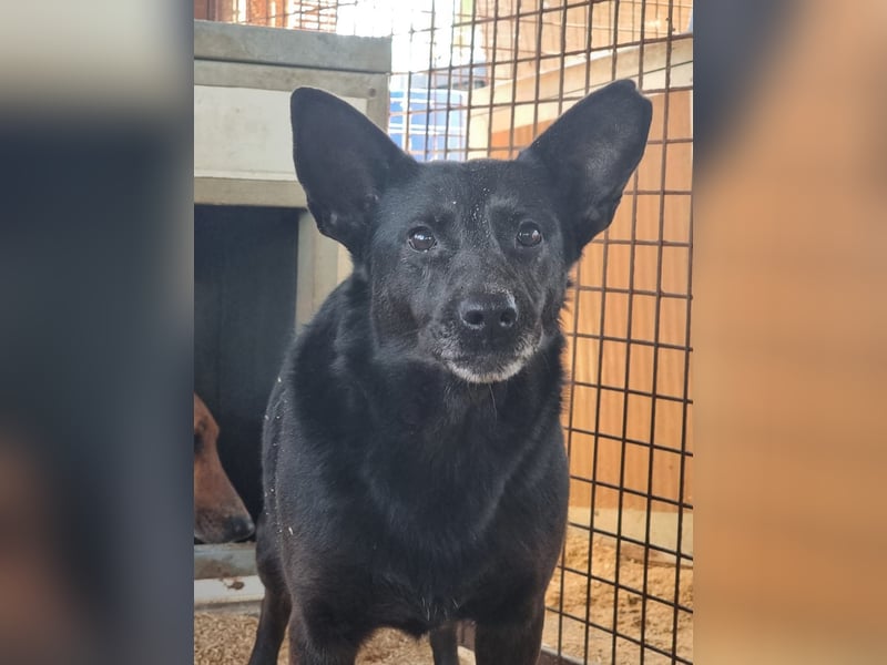 Helen, ruhiges Zuhause gesucht. Gerne als Zweithund