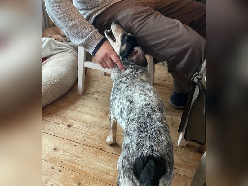 Pepsi, süßer Senior spielt noch gerne Ball