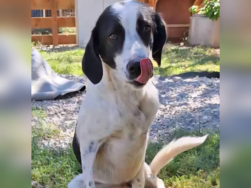 Iris: sucht ein Zuhause