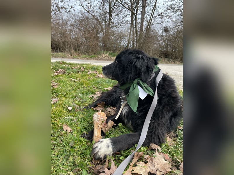 Morzsi, freundliche Seniorin sucht warmes Plätzchen