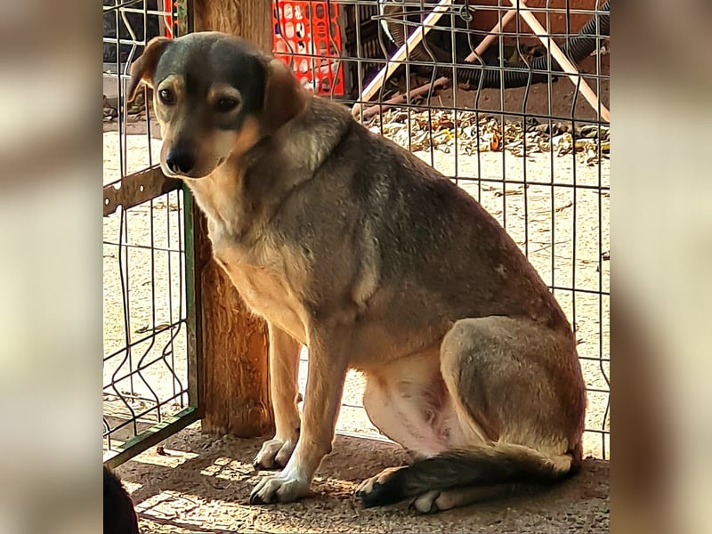 Henny, 4 ½ jährige Hündin, SH ca. kniehoch, zurückhaltend, ruhig, sozial