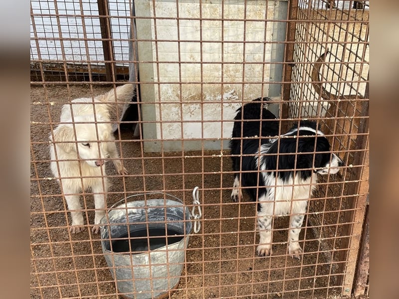 Marie, süße Maus freut sich auf eine eigene Familie