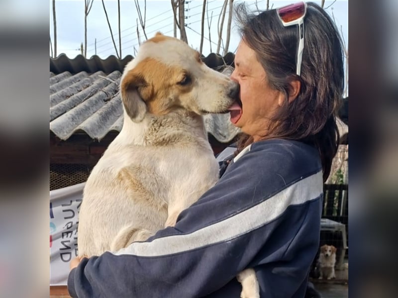 Simba- Mischlingshund sucht ein Zuhause/Pflegestelle