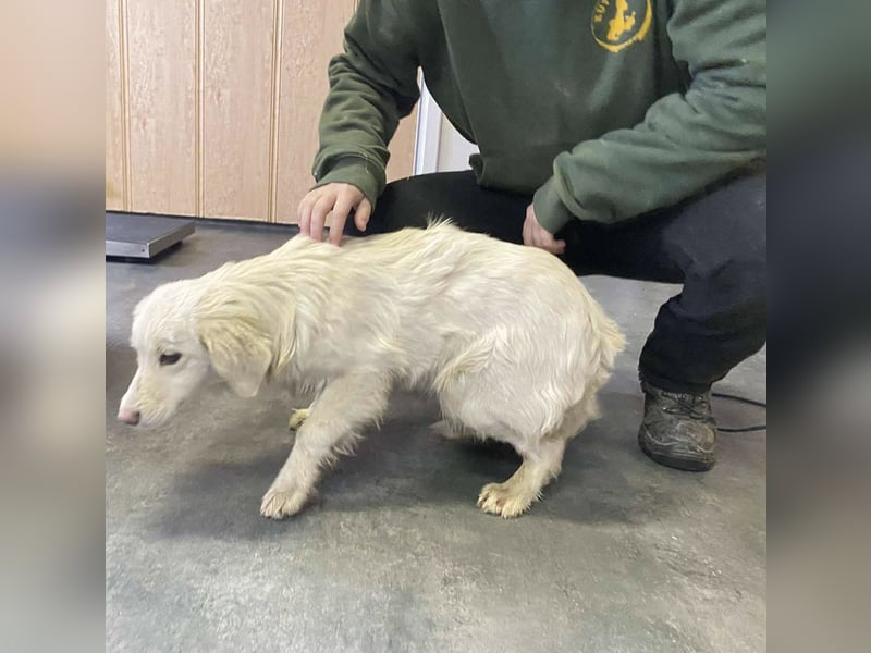 Marie, süße Maus freut sich auf eine eigene Familie