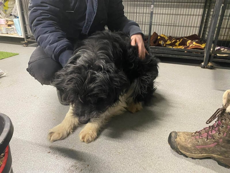 Pumpkin, fast blind und taub …Gnadenplatz gesucht