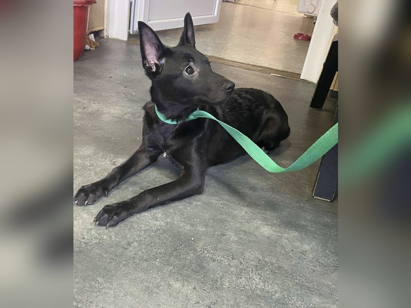 Sonic, kleiner aktiver Sonnenschein sucht…