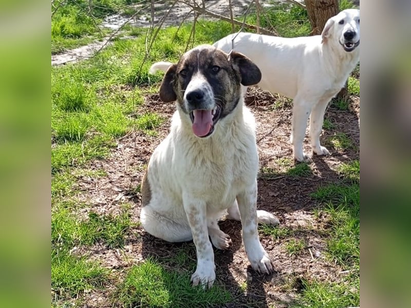 Jackson-Mischling- sucht ein Zuhause