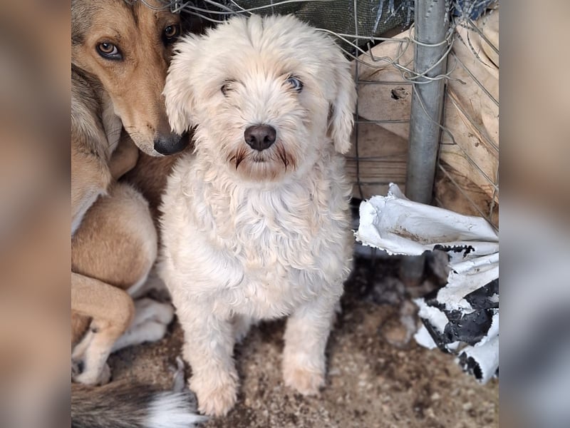 Chioni-sucht ein Zuhause / eine Pflegestelle