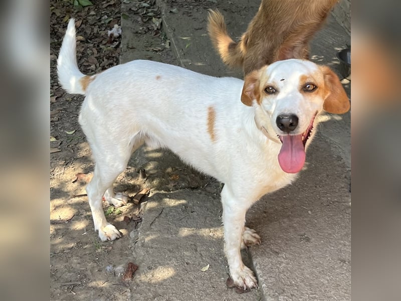 Lio- Mischlingshund sucht ein Zuhause/Pflegestelle