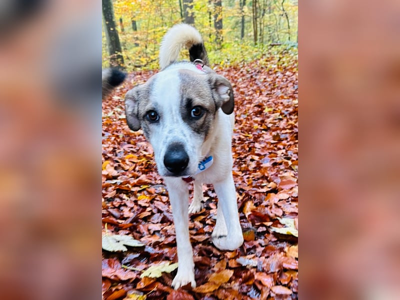 Hardy, ein toller 1 jähriger Bub,  lebt bereits in Deutschland auf einer Pflegestelle