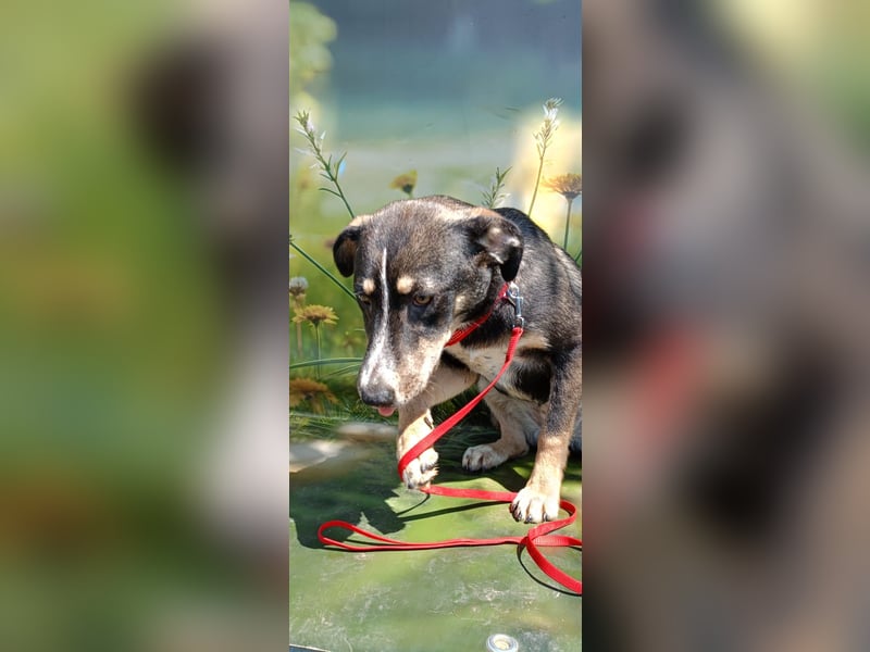 Nelly sucht ein zu Hause