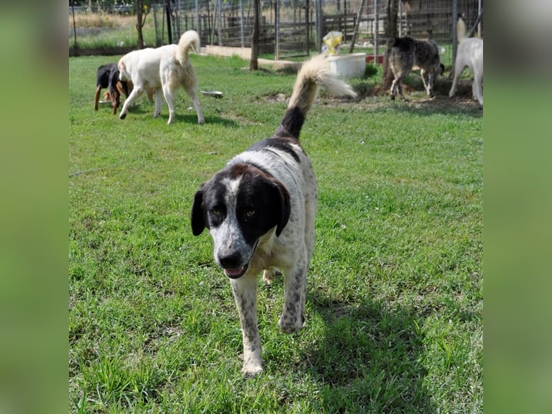 Timmy- Hirtenhund-/Jagdhund-Mischling