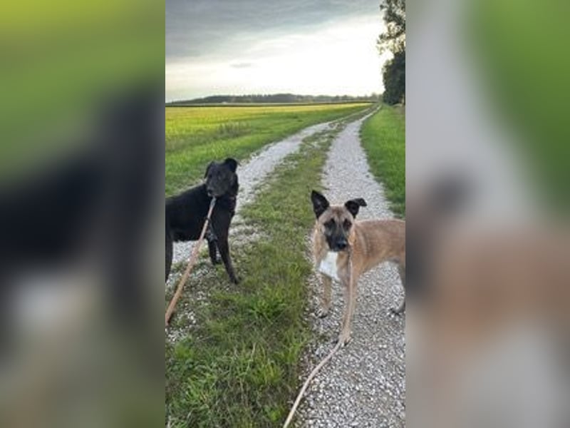 Pacco verliert unverschuldet sein liebevolles Zuhause