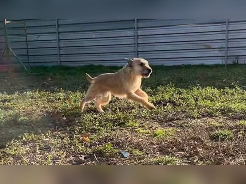 Getto, Kleiner Schmusebär sucht….