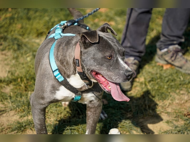 Killi - kompakt&kuschelig Vermittlung nur für A/CH/NL/SWE