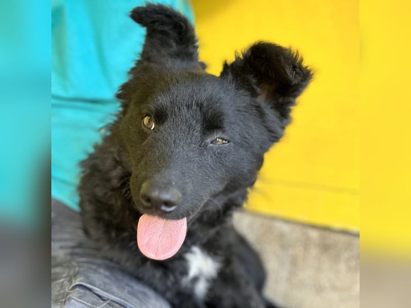 Eryx, fröhlicher 2 jähriger Rüde, mittlere Größe, verspielt, lebensfroh, lieb, menschenbezogen, akti