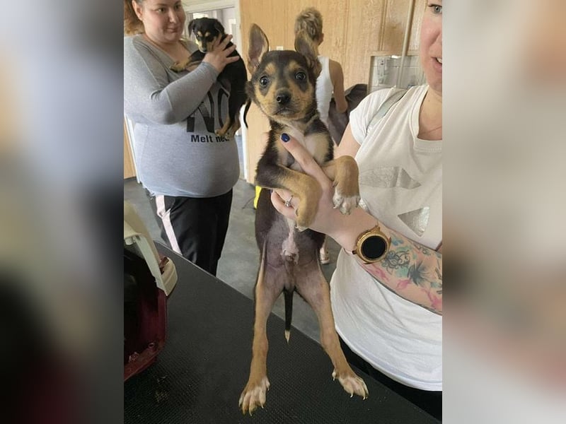 Trevor, kleiner Süssling sucht ein Zuhause